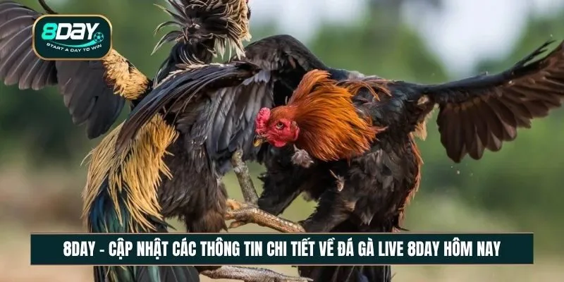 Cập nhật các thông tin chi tiết về đá gà live 8DAY hôm nay
