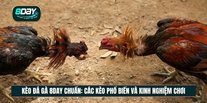 Kèo đá gà 8DAY chuẩn: Cách đọc kèo đúng và phân tích hiệu quả
