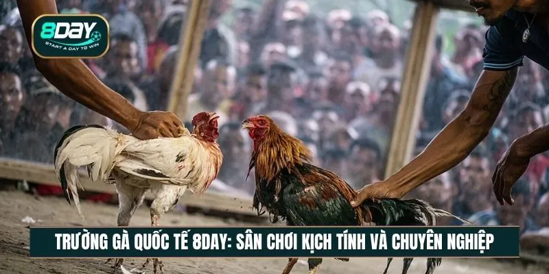 Trường gà quốc tế 8DAY - Sân chơi đá gà đẳng cấp toàn cầu