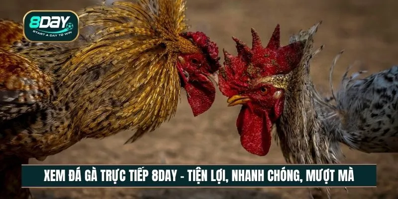 Xem đá gà trực tiếp 8DAY - Livestream sắc nét, ổn định và linh hoạt