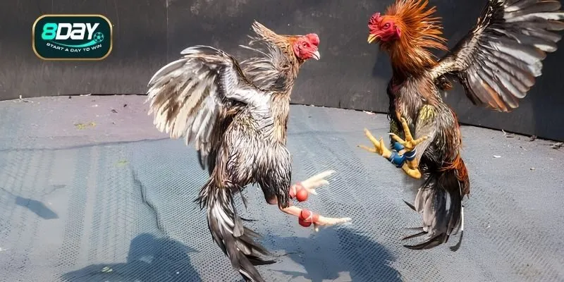 Điểm danh những trường đá gà thomo nổi tiếng hiện nay